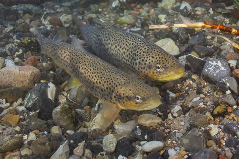 Consommation De Poisson D Eau Douce Et Impr Gnation Aux Pcb Une Tude