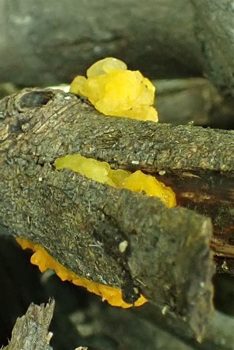 Witch S Butter From South Mountain Village Phoenix Az Usa On