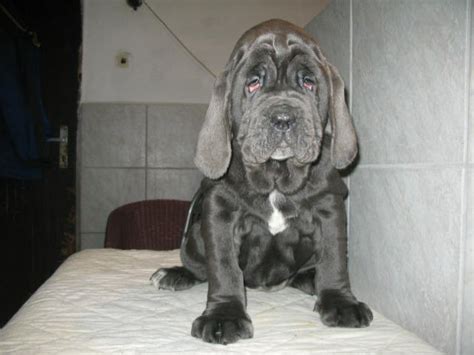 Dogs Info: Australia Neapolitan Mastiff Breeders