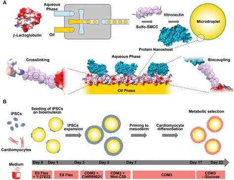 Strong Elastic Protein Nanosheets Enable The Culture And