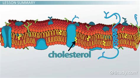 Cholesterol In The Cell Membrane Overview Function And Structure