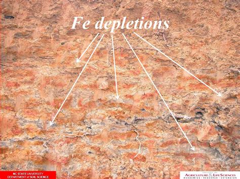 Redoximorphic Features And Hydric Soils Nc State University Department