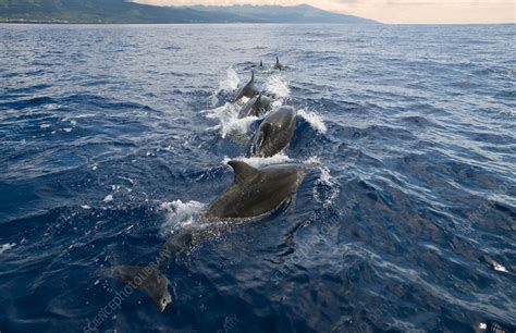 Bottlenose Dolphin - Stock Image - C031/7278 - Science Photo Library