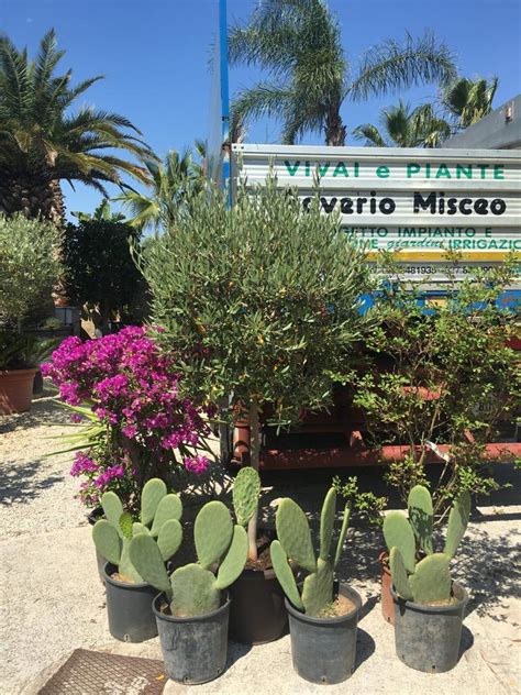 Vivai Con Piante E Fiori A Bari Saverio Misceo Vivai