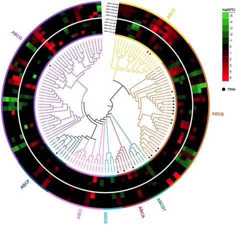 Frontiers Genome Wide Analysis Of Tandem Duplicated Genes And Their