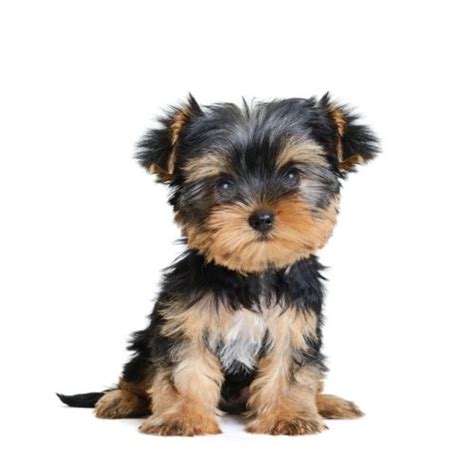 Registered Yorkshire Terrier Puppies For Sale