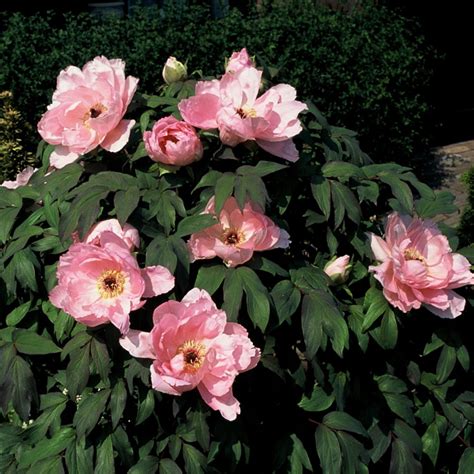 Piwonia Drzewiasta Paeonia Suffruticosa Opis Wygl D Wymagania