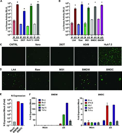 Permissiveness Of Human And Murine Cells To DS Luc GFP Replication The