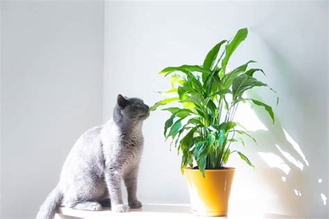 What Plants Do Cats Hate