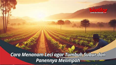 Cara Menanam Leci Agar Tumbuh Subur Dan Panennya Melimpah Biotifor