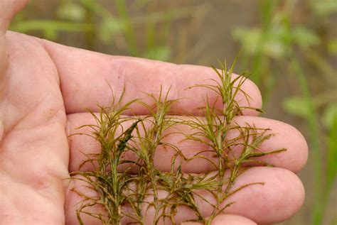 Guppy Grass Najas Guadalupensis Care Guide Fish Laboratory