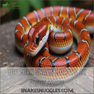 Corn Snake Colors & Patterns: 60+ Stunning Morphs