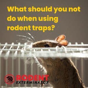 What should you not do when using rodent traps? - Rodent Exterminator ...