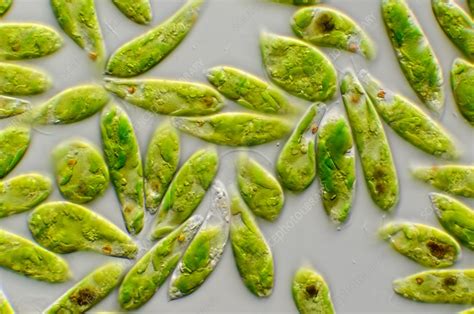 Euglena Flagellate Protozoa Light Micrograph Stock Image C0338001