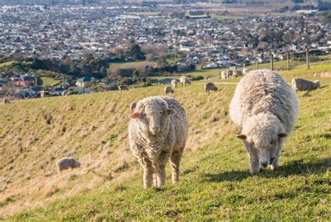 Two Merino Sheep Grazing On Wither Hills Above Blenheim New Zealand