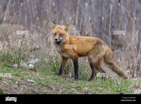 Red Fox Portrait Stock Photo Alamy