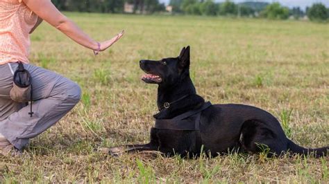 German Shepherd Obedience Training Tips | PETSIDI