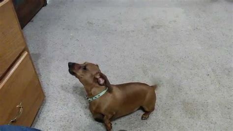 Dachshund Dog Howling Youtube