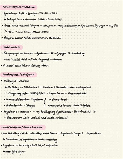 Proliferationsphase Knochen