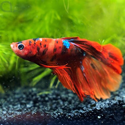 Kampffisch Halfmoon Red Nemo Betta Splendens Aquapro