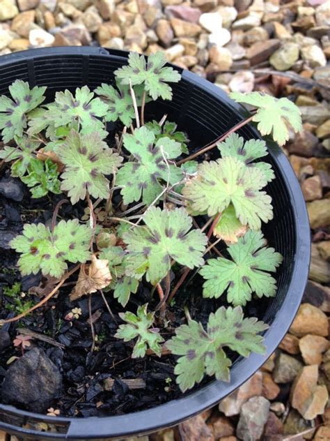 Geranium phaeum | Wholesale Nursery - Nurseries in Melbourne, Sydney ...