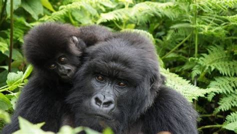 Africa Safari Wildlife Safaris Gorilla Trekking Chimpanzee