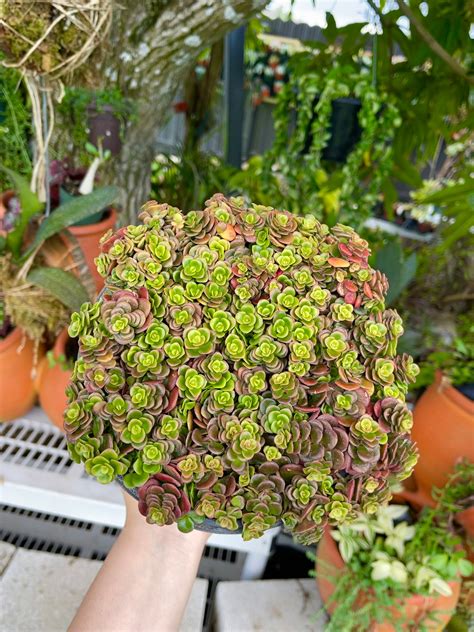 Sedum Tetractinum Coral Reef Rare Succulent Live Plant Plants Gardening