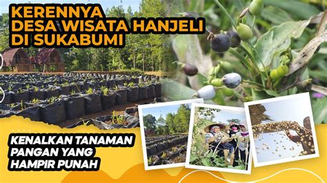 Kerennya Desa Wisata Hanjeli Di Sukabumi Kenalkan Tanaman Pangan Yang