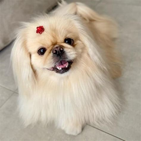 Miniature Pekingese | What's Good and Bad About 'Em?