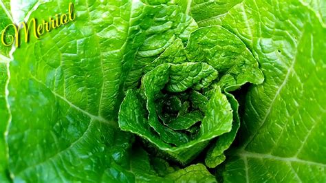 How To Sow And Yield Chinese Cabbage Wombok Youtube