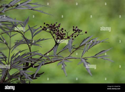 Black Elderberry Plant Stock Photo Alamy