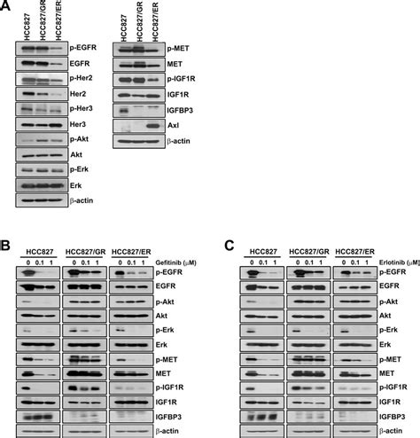 Expression Of Egfr Related Signals In Hcc827 And Resistant Cell Lines Download Scientific