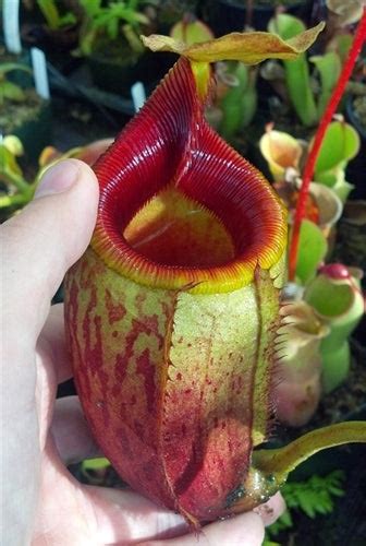 Nepenthes Mira Nepenthes Carnivorous Pitcher Plant For Sale