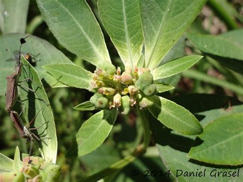 Euphorbia Heterophylla