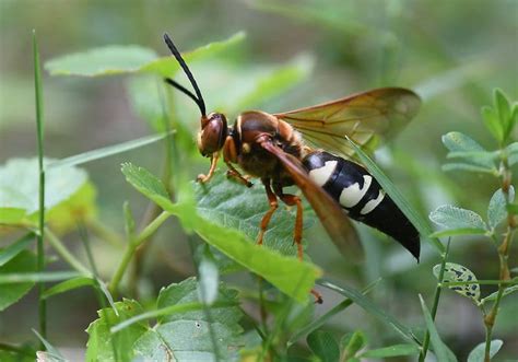 Eastern Cicada Killer L Remarkable Insect Our Breathing Planet