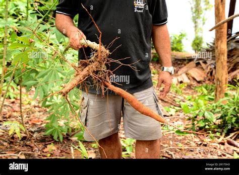 La Yuca O Mandioca Manihot Esculenta Es Un Arbusto Grande Nativo De