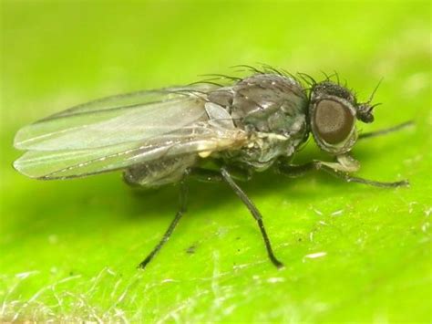 Diptera Info Photo Albums Phytomyza Albipennis Male 1