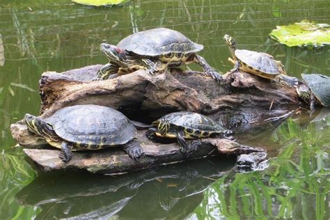 8 Types of Pond Turtles (With Pictures) | Hepper