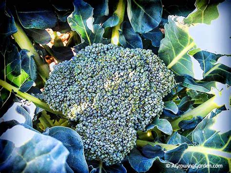 Whats Growing In My Fall Vegetable Garden