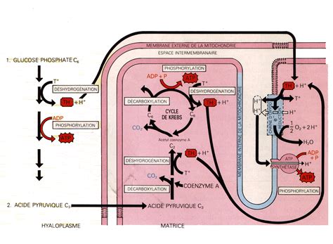 Localisation Cellulaire Des R Actions Du M Tabolisme Des Glucides