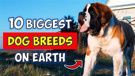 Biggest Dogs In The World Breeds