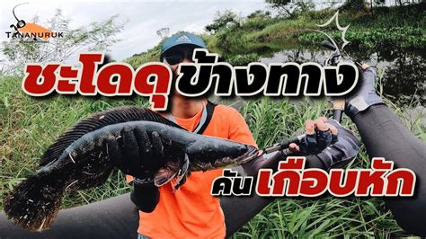 ชะโดดุ หมายข้างทางงัดคันเกือบหัก Street Fishing Ep28 Youtube