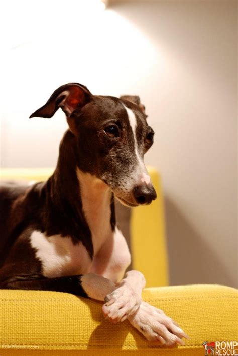 Harvey Chicago Italian Greyhound Available For Adoption Romp