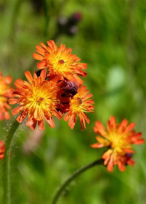 Free Images Nature Meadow Petal Herb Botany Yellow Garden