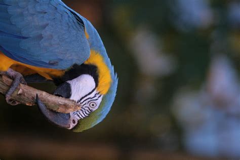 Parrot On A Stick 1 Free Photo Download Freeimages