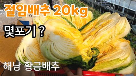 절임배추 20kg 몇포기 일까 속노란 황금배추 Youtube