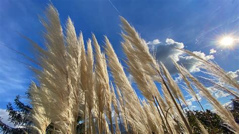 Trawa Pampasowa Cortaderia Selloana Uprawa I Piel Gnacja