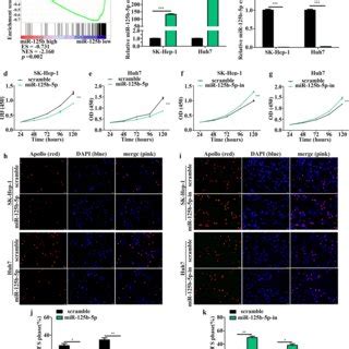 Mir B P Inhibits Hcc Cell Proliferation A Mir B P Levels Were