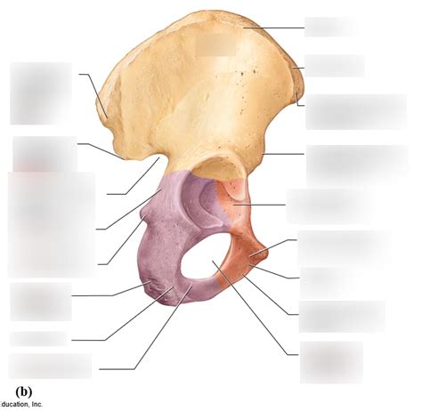 BIO 163 Coxal Bone Labeling Diagram Quizlet