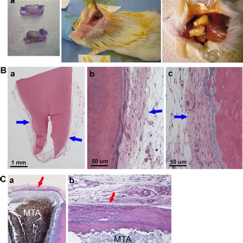 Root Fragment Mouse Model For Human Pdl Regeneration A Root Fragment